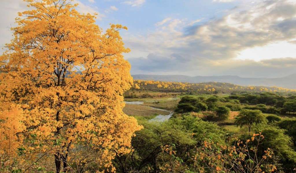 40 mil hectáreas de árboles de guayacán podrían florecer en Loja