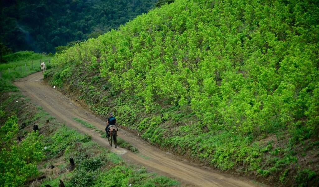 Colombia: Gobierno y FARC presentan plan de sustitución de cultivos ilícitos
