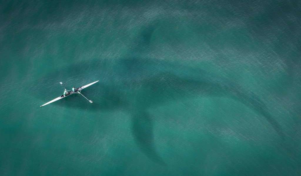 Revelado el verdadero tamaño del Megalodón prehistórico