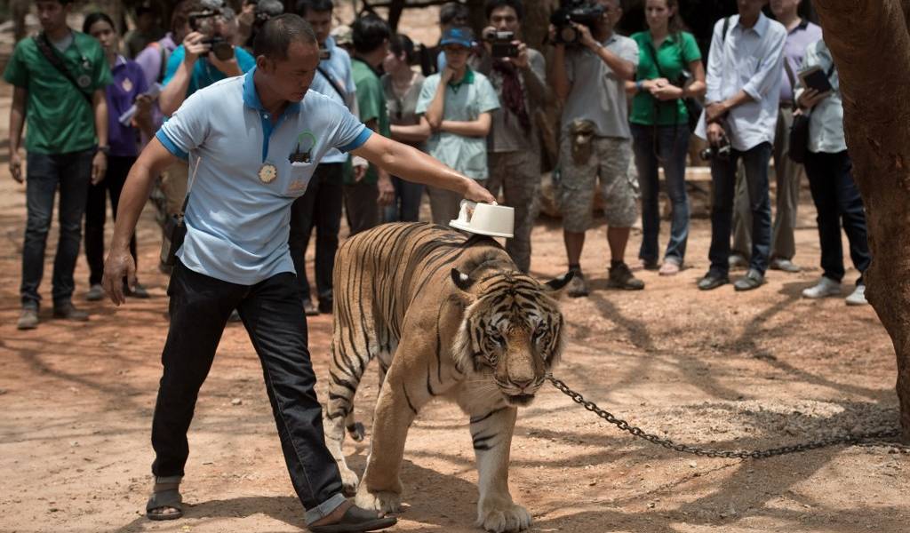 Mueren 86 tigres que habían sido rescatados en Tailandia