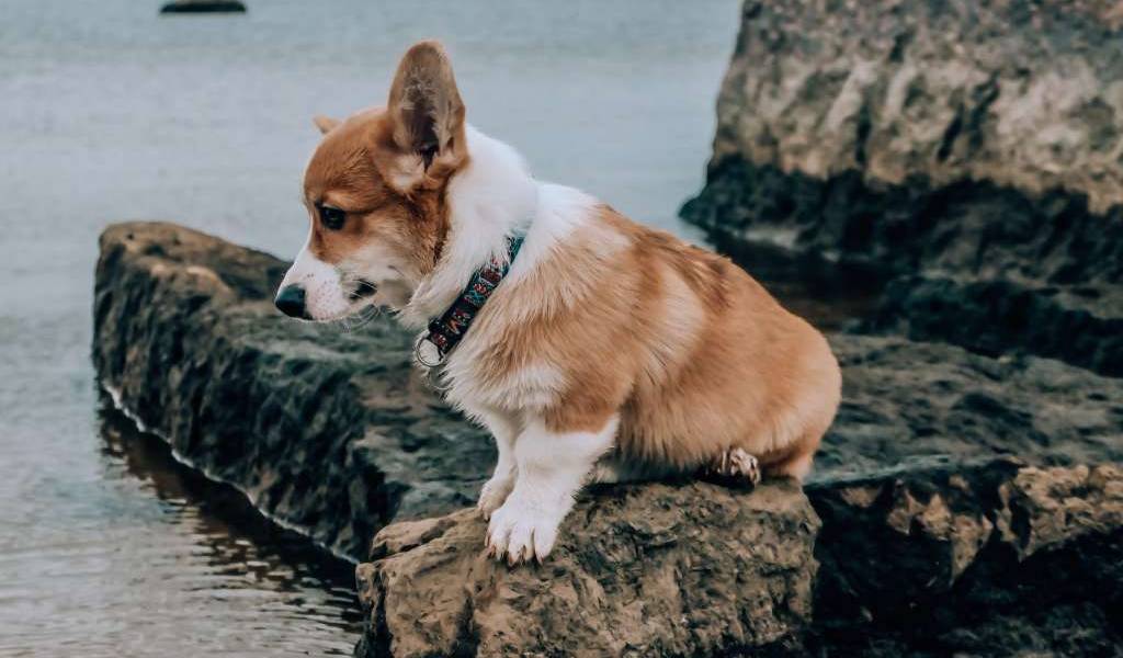 La tierna historia de un perrito con un ojo y 2 narices