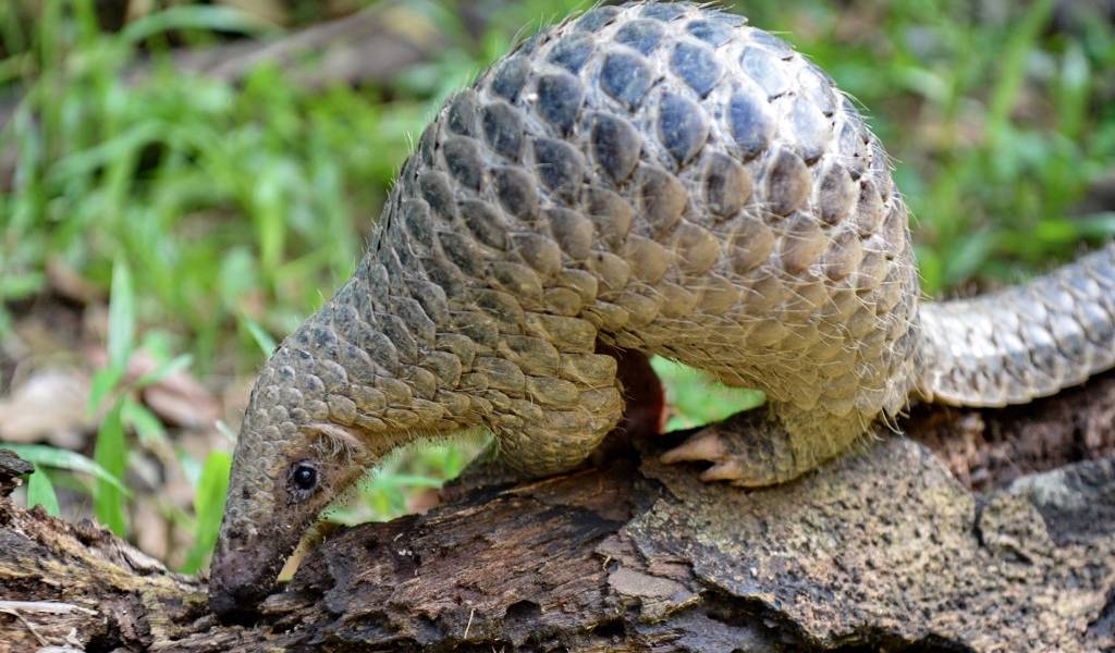 Científicos chinos identifican al pangolín como eslabón clave en la transmisión del coronavirus