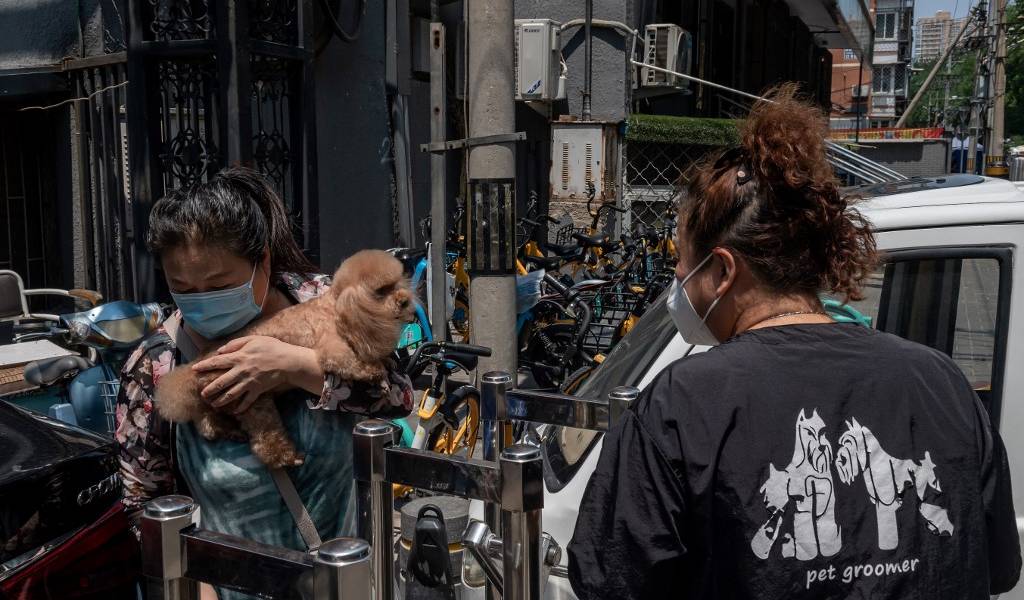 La fiesta de la carne de perro en China, víctima colateral del coronavirus