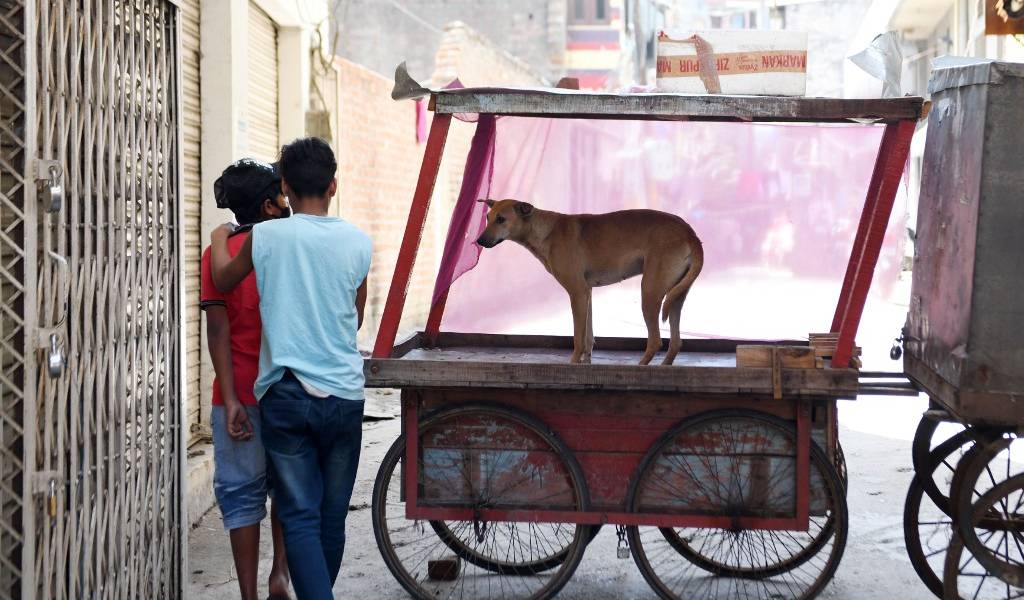 Perros y gatos escapan de la lista de animales comestibles en China