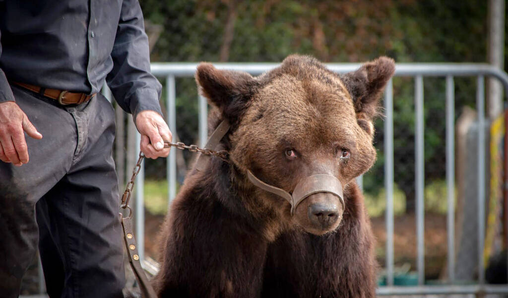 Francia prohíbe espectáculo de oso maltratado