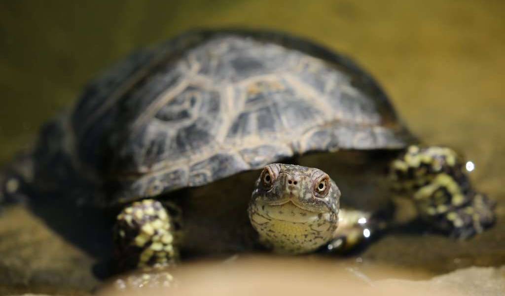Multan a italiana por pasear a su tortuga durante el confinamiento