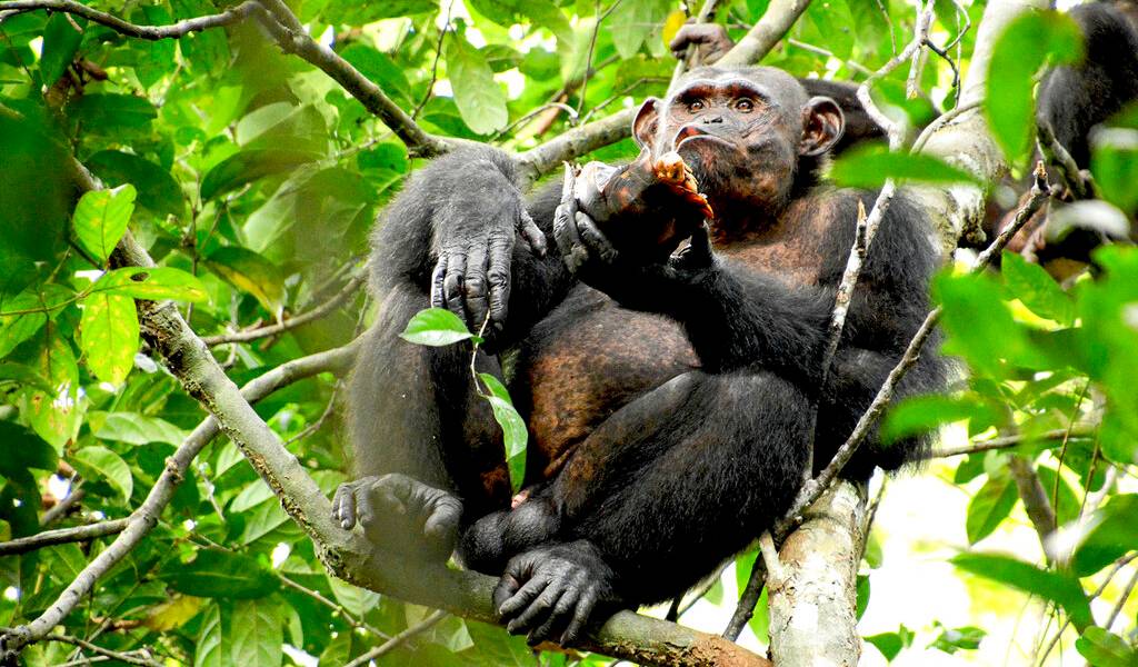 Chimpancés salvajes comen tortugas