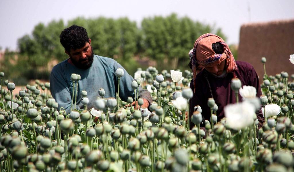 El lucrativo negocio del opio perdura en Afganistán