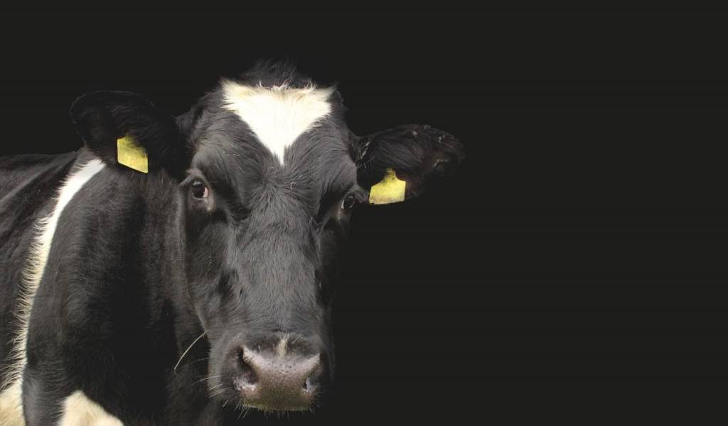 Ecuador permite importar cortes de primera calidad de bovino de Paraguay