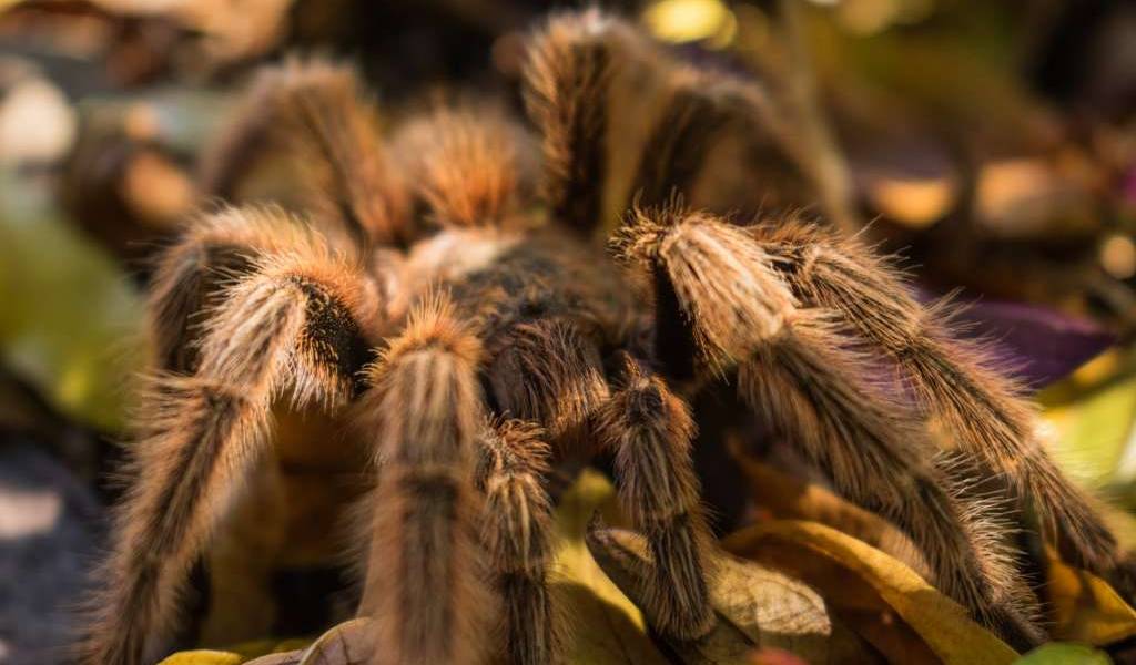 El video de la tarántula que se come un pájaro