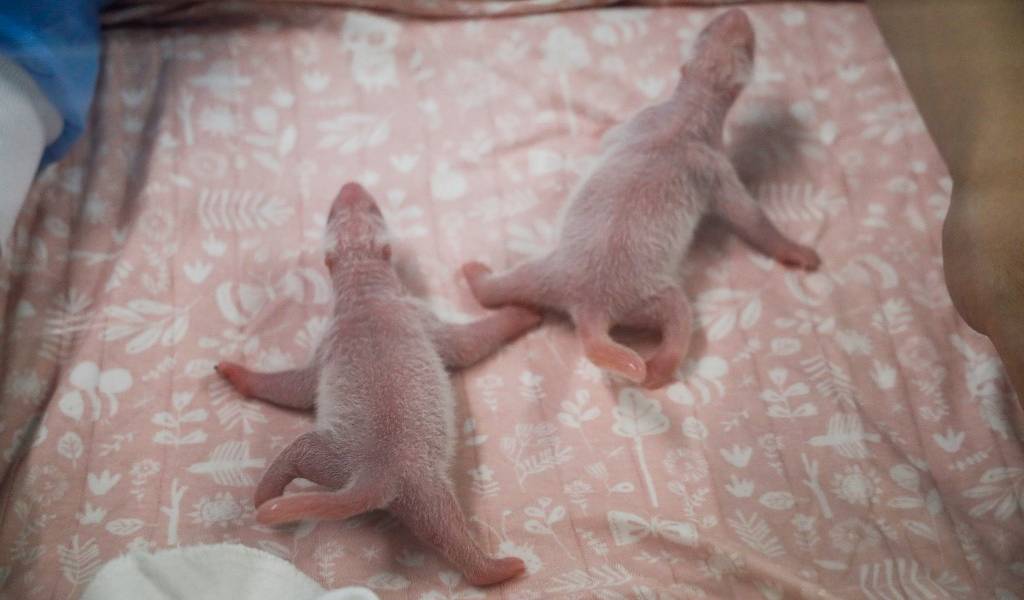 Nacen dos pandas gigantes gemelos en Bélgica