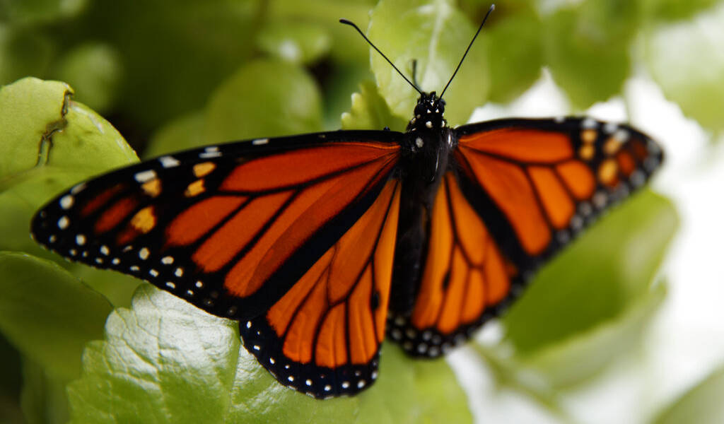 EEUU decide si declara a las mariposas monarcas en peligro de extinción