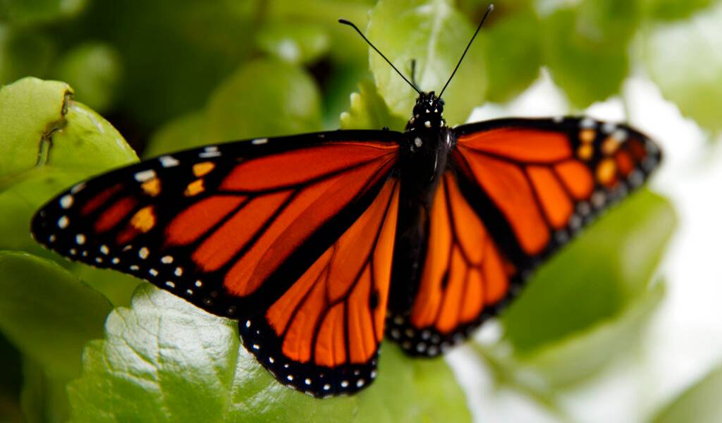 EEUU decide si declara a las mariposas monarcas en peligro de extinción