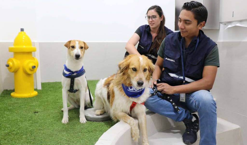 Aeropuerto de Quito inaugura tres áreas para mascotas