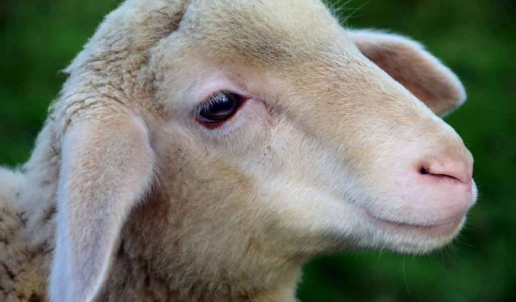Nace un cordero con una pata en la cabeza