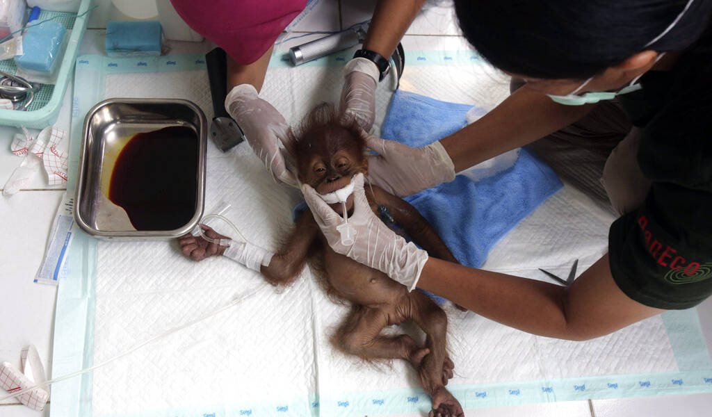 Orangután queda ciega tras recibir 74 disparos de balines
