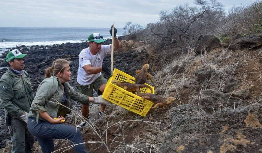 Introducen iguanas que habían desaparecido en Galápagos
