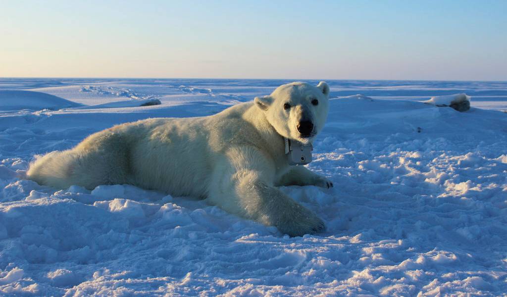 La pérdida de hielo de la Antártida se triplica