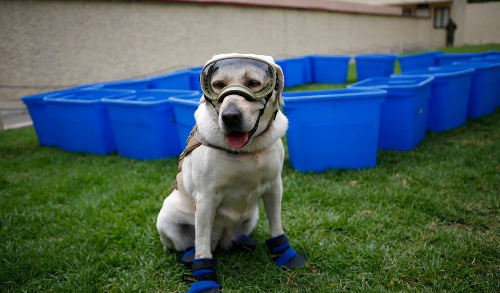 Jubilan a Frida, la perra rescatista de México