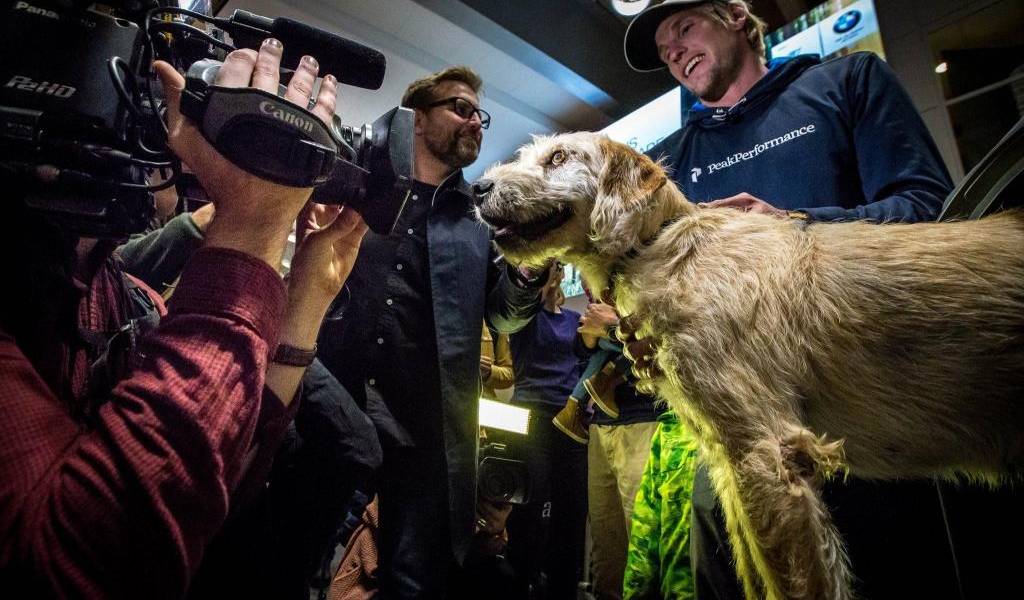 La travesía del perro ecuatoriano que tuvo su final feliz en Suecia