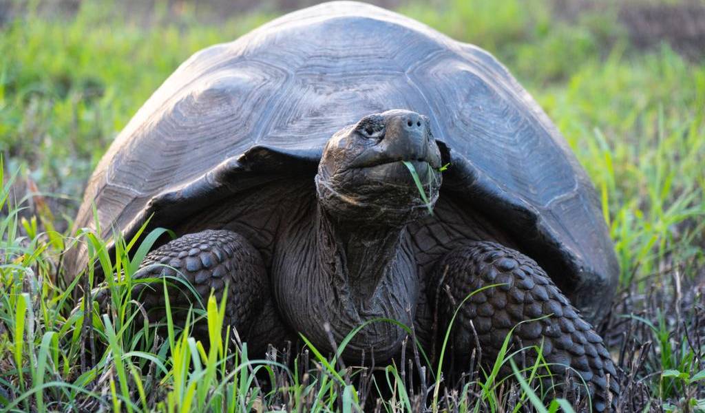 Descubren cuatro nuevos virus en las tortugas gigantes de Galápagos