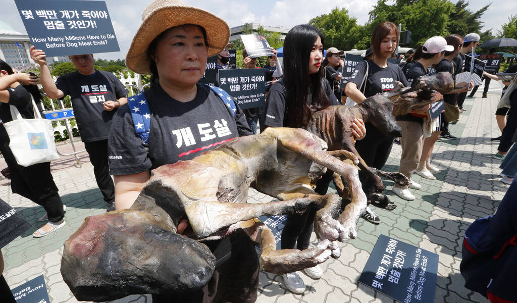 Protestas en Corea del Sur por consumo de carne de perro