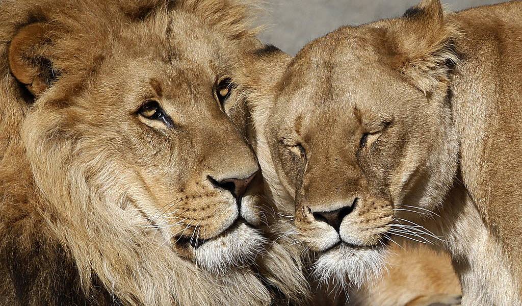Un león mata a una leona frente a los visitantes en zoológico de Texas