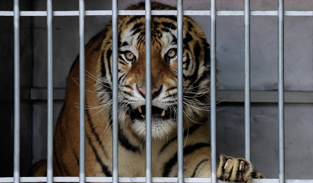 Cinco tigres rescatados en pésimo estado encuentran refugio en España