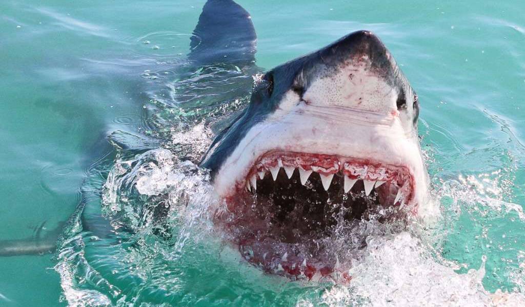 EEUU: joven pierde una pierna tras ataque de tiburón