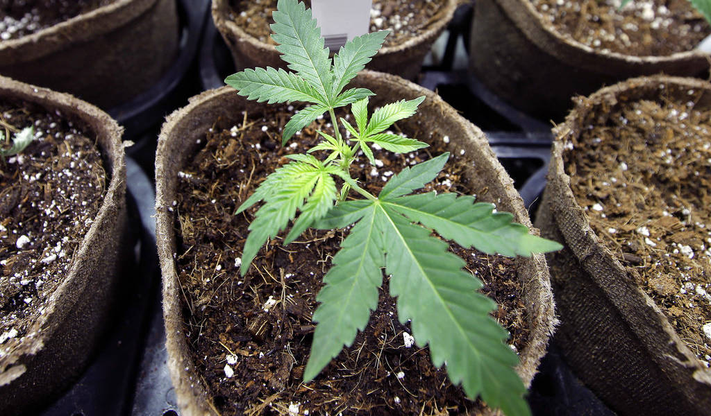 Pacientes cuentan su experiencia con el uso de cannabis