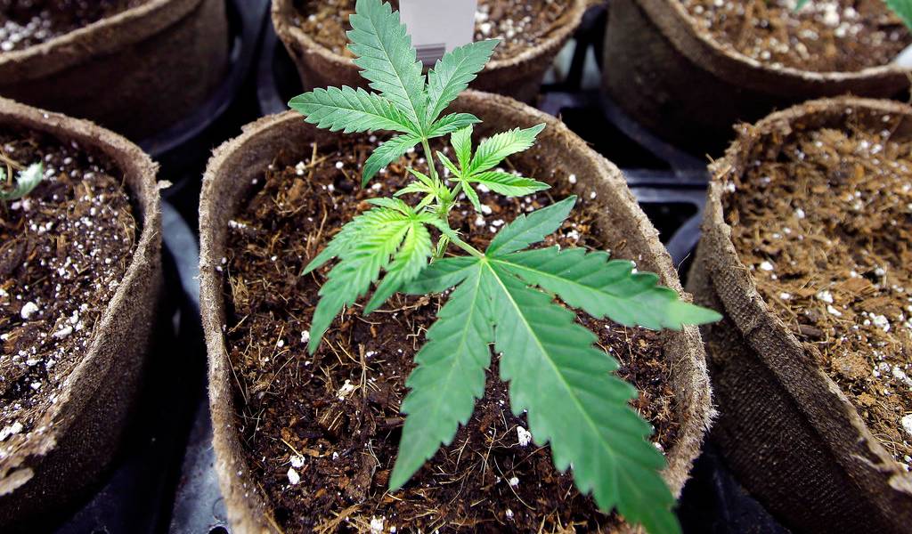 Pacientes cuentan su experiencia con el uso de cannabis