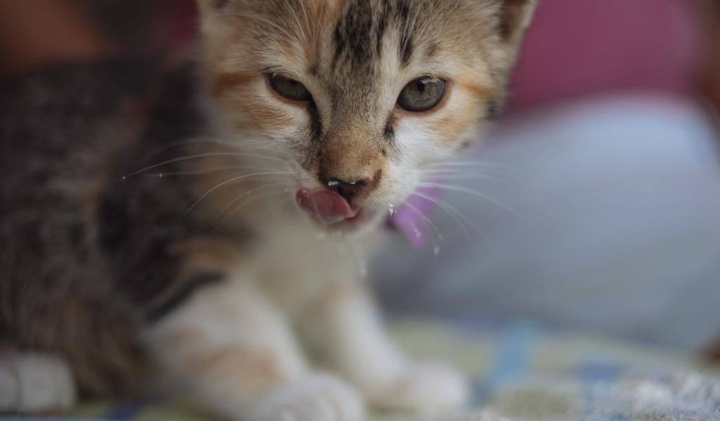 La historia de la gatita Wi Fi, rescatada de los escombros tras el terremoto