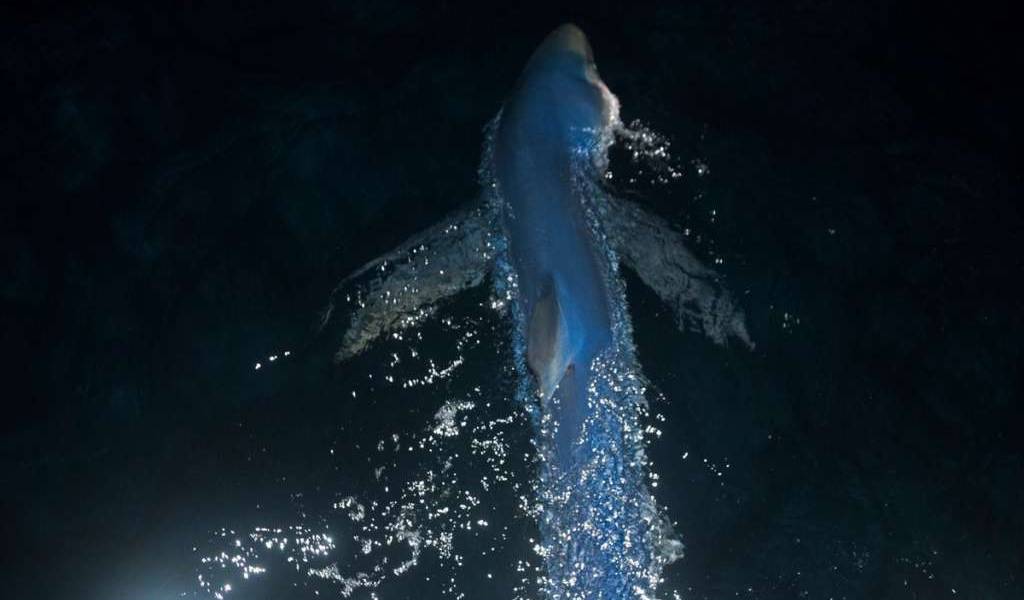 Marcan por primera vez tiburones azules en Galápagos