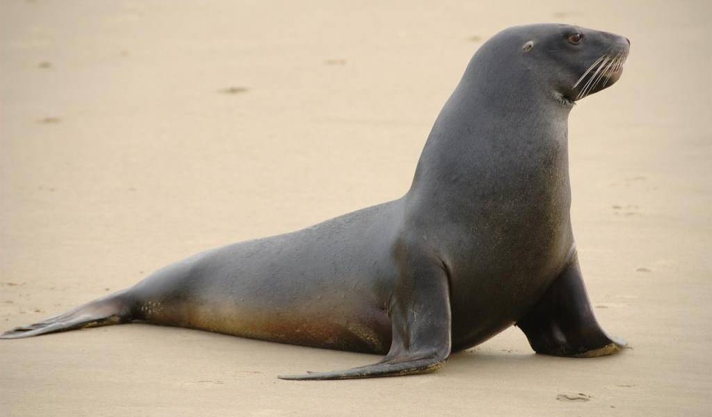 Un lobo marino murió atropellado en Galápagos‬