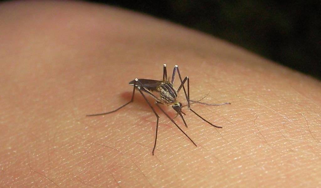 Brasil contabiliza un millón de casos de dengue en lo que va de año