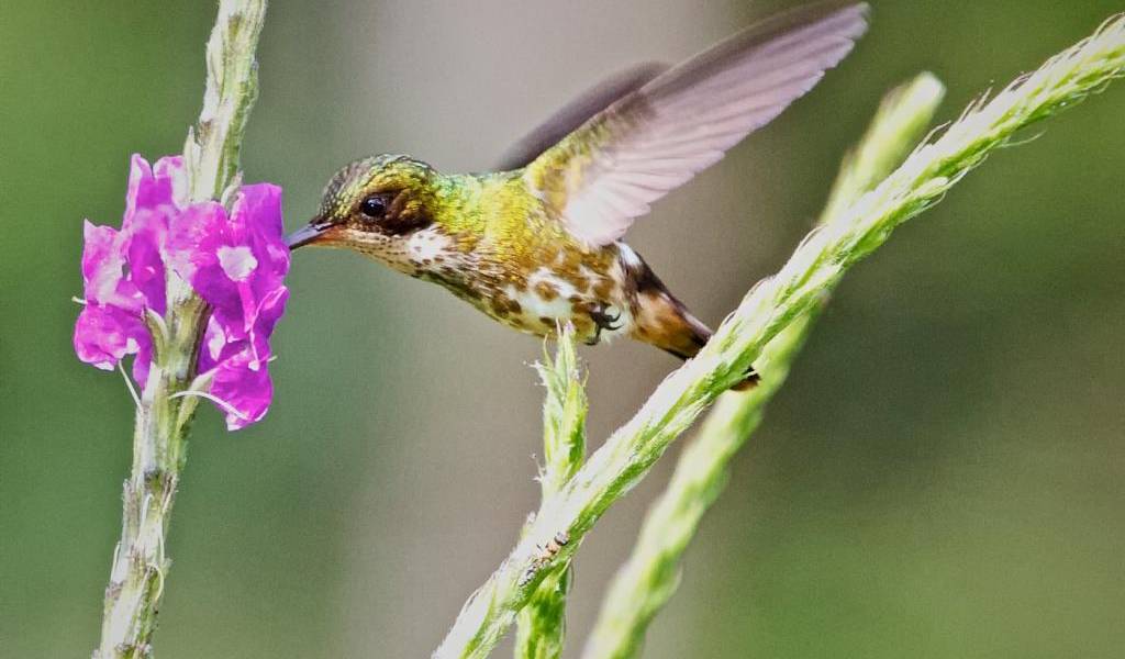 Ecuador alberga 17% de aves del mundo como lugar ideal de avistamiento