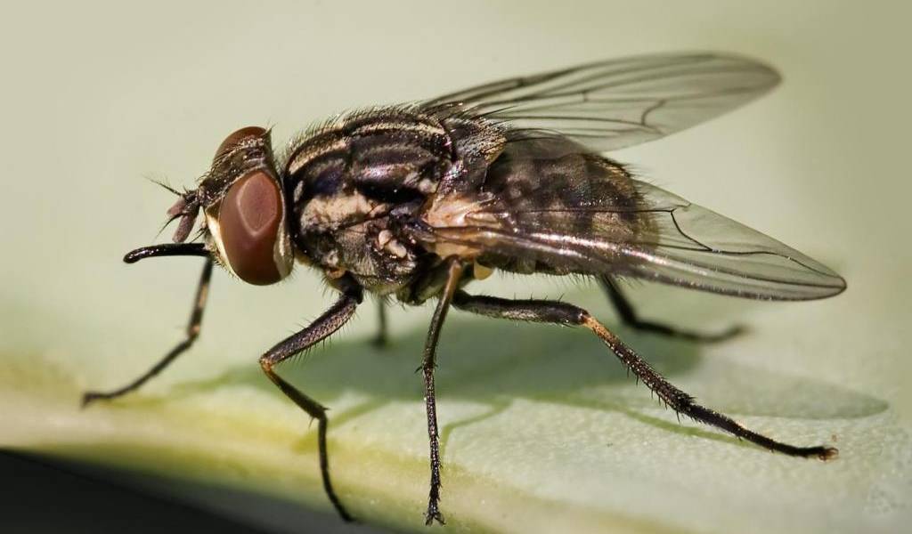 Las moscas recuerdan el contenido calórico de los alimentos