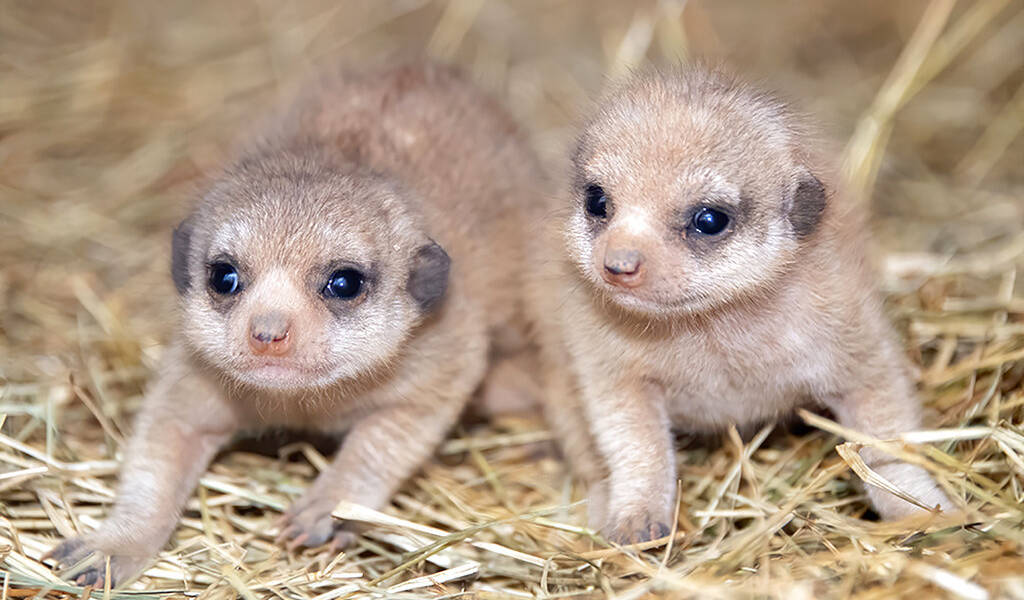 Zoológico de Miami da bienvenida a dos crías de suricatas