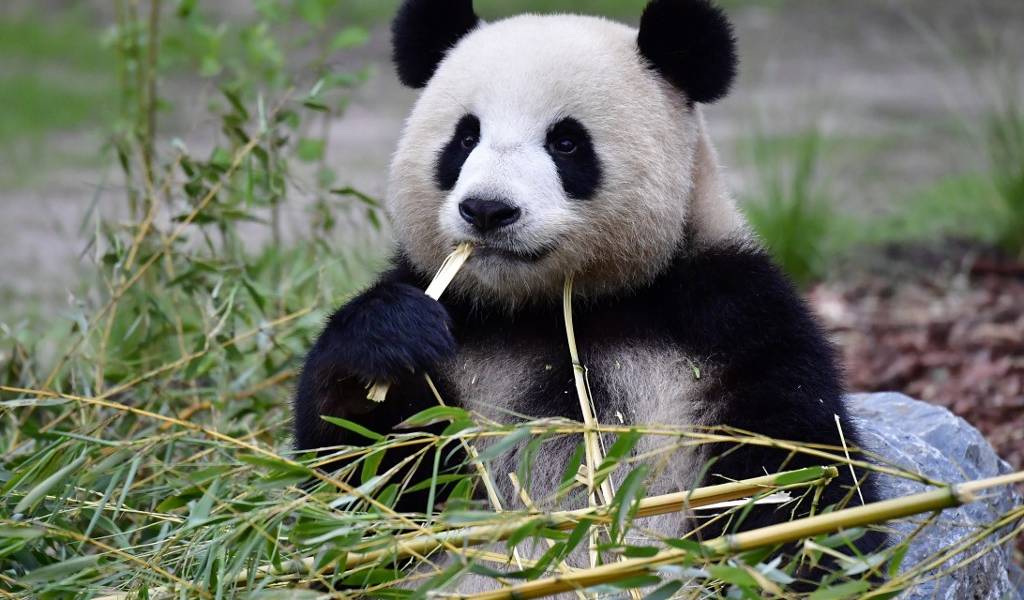 Una osa panda da a luz a dos gemelos en el zoo de Berlín