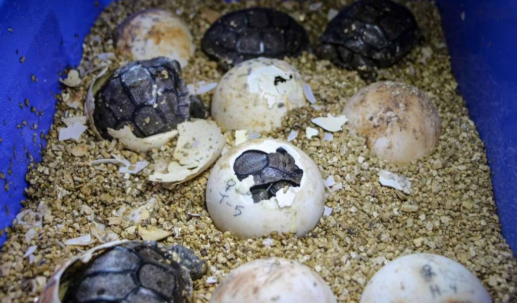 Galápagos tiene 20 nuevas tortugas nacidas por incubadora