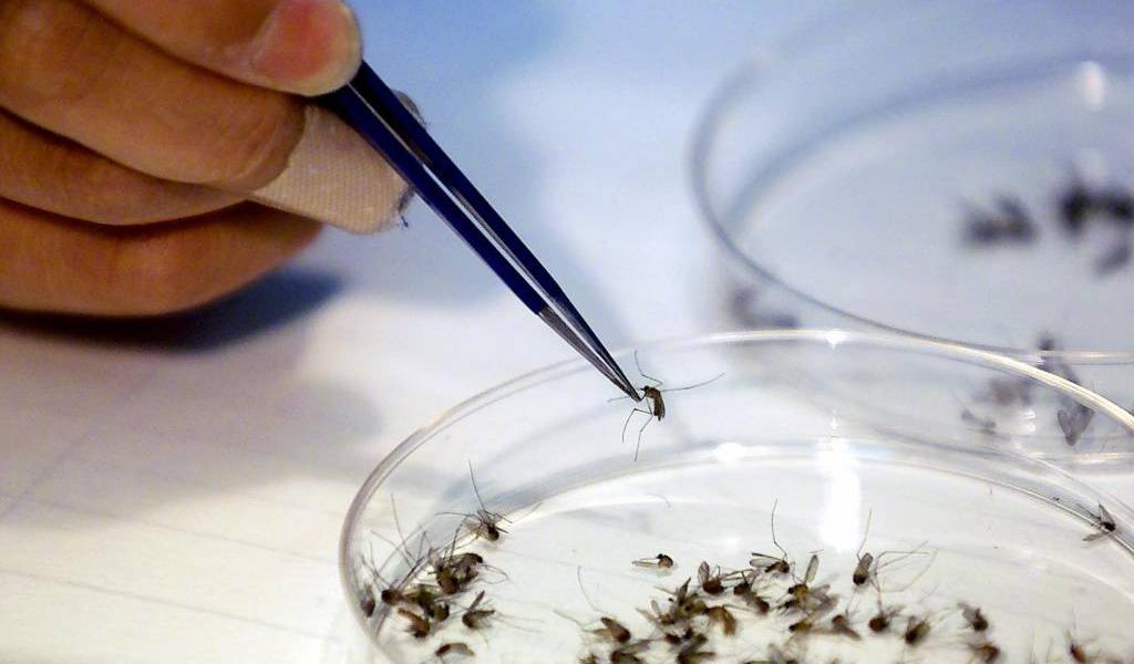 Ministra de Salud confirma 22 casos de Zika en Ecuador
