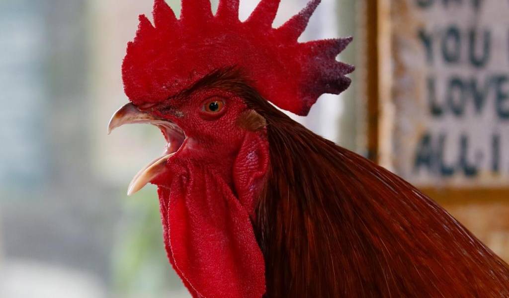 México: niño muere de un infarto tras ser violentamente atacado por gallo