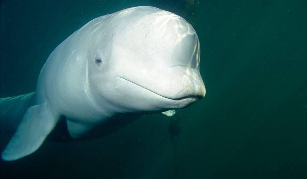 Descubren una ballena que imita las voces humanas