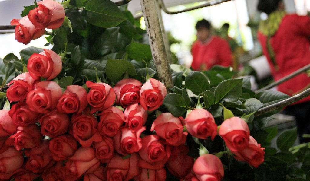 Exportación de flores ecuatorianas se ha reducido, anuncia sector