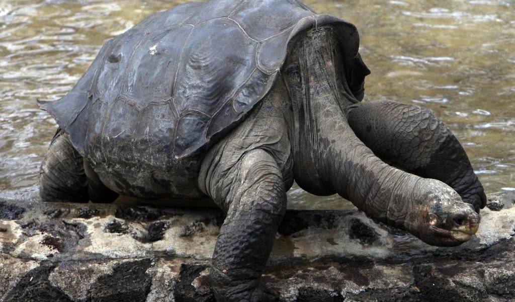 El Solitario George vuelve a Galápagos; esta vez embalsamado