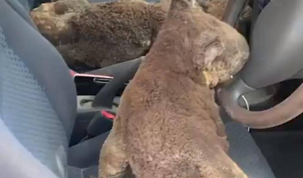 Koalas heridos fueron rescatados por dos jóvenes en su vehículo