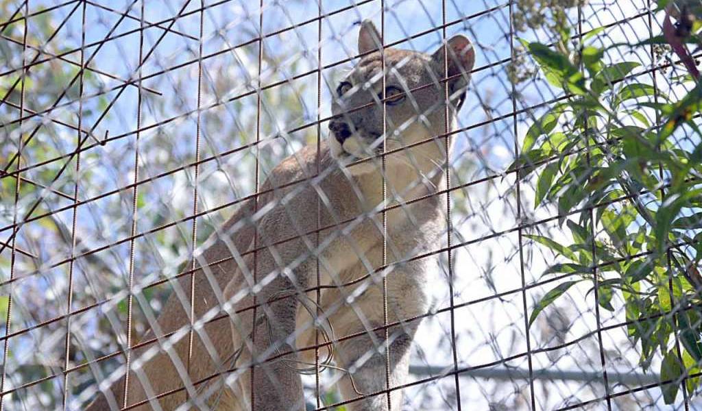 Refugios de vida silvestre en peligro por la pandemia del COVID-19