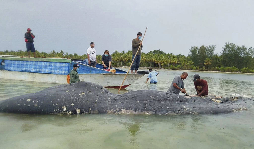 Hallan muerto un cachalote en Indonesia con 6 kg de plástico