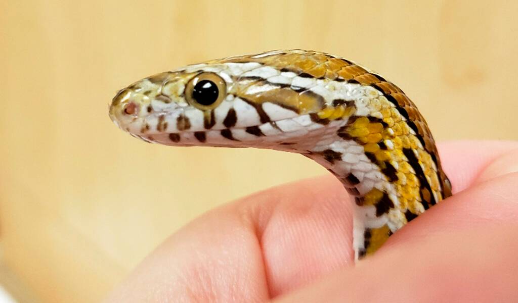 Serpiente mascota sobrevive tras ciclo en lavadora de ropa