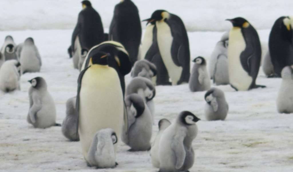 Pingüinos emperador ya no nacen en la Antártida